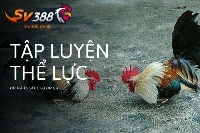 Tập luyện thể lực và kỹ thuật cho gà đá