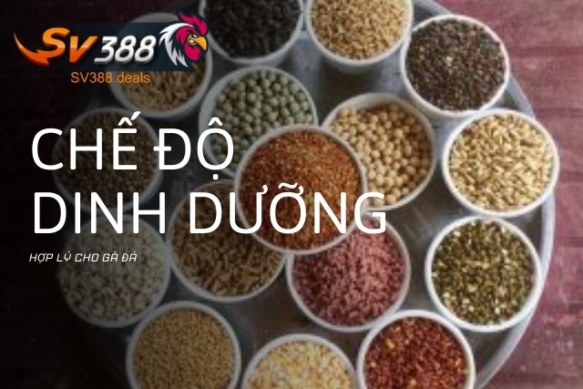 Chế độ dinh dưỡng hợp lý cho gà đá