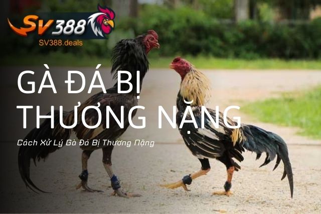 Cách Xử Lý Gà Đá Bị Thương Nặng