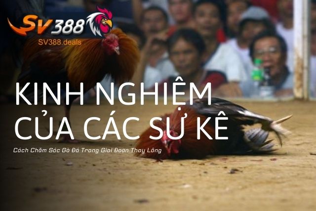 Cách Chăm Sóc Gà Đá Trong Giai Đoạn Thay Lông: Kinh Nghiệm Của Các Sư Kê