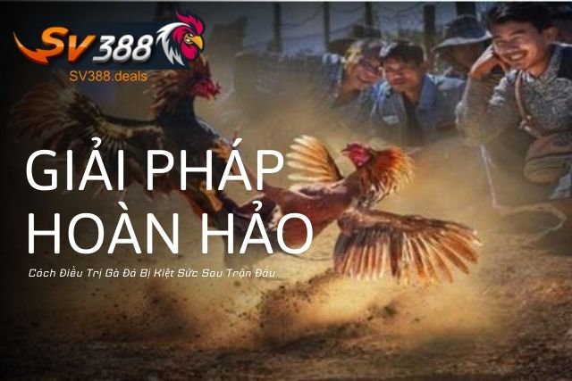 Cách Điều Trị Gà Đá Bị Kiệt Sức Sau Trận Đấu: Giải Pháp Hoàn Hảo