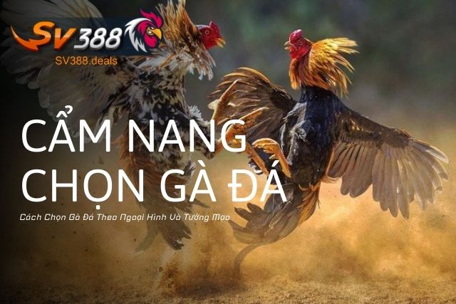 Cách Chọn Gà Đá Theo Ngoại Hình Và Tướng Mạo: Cẩm Nang Chọn Gà Đá