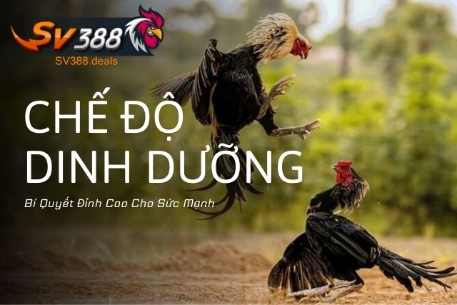 Chế Độ Dinh Dưỡng Tốt Nhất Cho Gà Đá: Bí Quyết Đỉnh Cao Cho Sức Mạnh