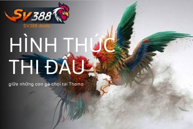 Hình thức thi đấu giữa những con gà chọi tại Thomo