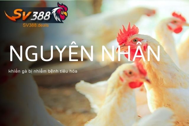 Nguyên nhân khiến gà bị nhiễm bệnh tiêu hóa