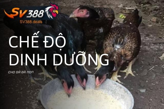 Chế độ dinh dưỡng cho gà đá non