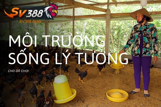 Tạo môi trường sống lý tưởng cho gà chọi