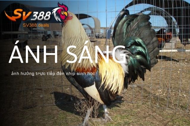 Ánh sáng ảnh hưởng trực tiếp đến nhịp sinh học