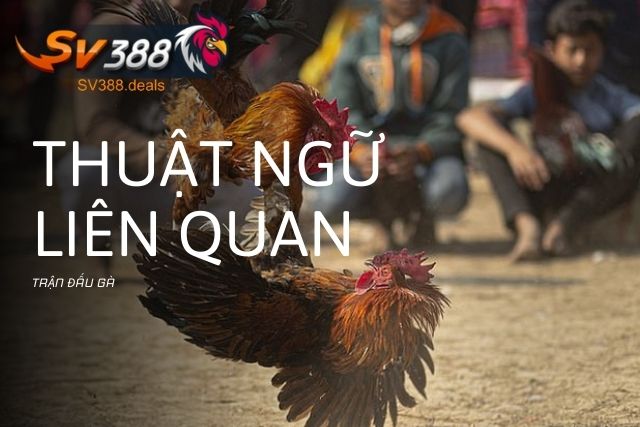 Các thuật ngữ liên quan đến trận đấu 