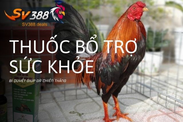 Thuốc bổ trợ sức khỏe cho gà đá: Bí quyết giúp gà chiến thắng