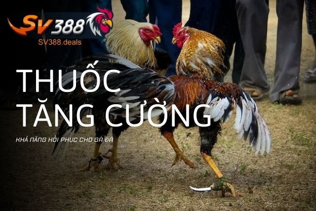 Thuốc tăng cường khả năng hồi phục cho gà đá